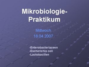 Mikrobiologie Praktikum Mittwoch 18 04 2007 Enterobacteriaceen Escherichia