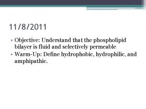 1182011 Objective Understand that the phospholipid bilayer is