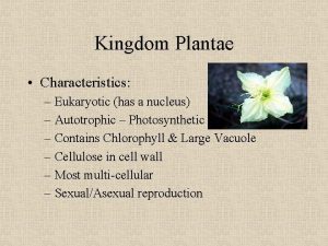 Kingdom Plantae Characteristics Eukaryotic has a nucleus Autotrophic