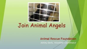 Join Animal Angels Animal Rescue Foundation Ashley Davis
