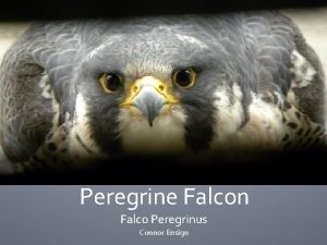 Peregrine Falcon Falco Peregrinus Connor Ensign WHAT DO