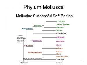Phylum Mollusca Mollusks Successful Soft Bodies 1 2