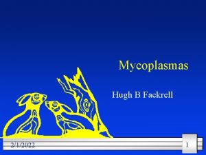 Mycoplasmas Hugh B Fackrell 212022 1 Presentation Outline