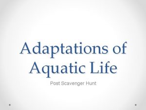 Adaptations of Aquatic Life Post Scavenger Hunt Aquatic