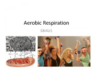 Aerobic Respiration SBI 4 U 1 Aerobic Respiration