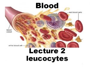 Blood Lecture 2 leucocytes 1 45 of blood