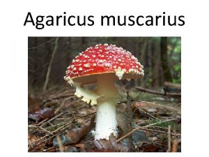 Agaricus muscarius Agaricus muscarius Also know as Amanita