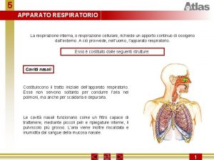 5 APPARATO RESPIRATORIO La respirazione interna o respirazione