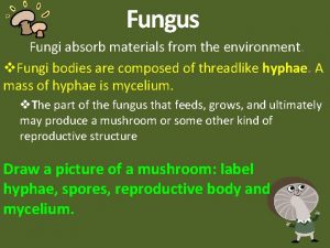 Fungus Fungi absorb materials from the environment v