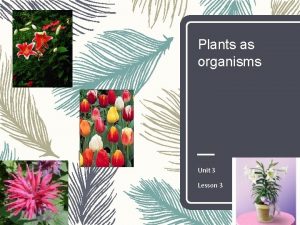 Plants as organisms Unit 3 Lesson 3 Stems