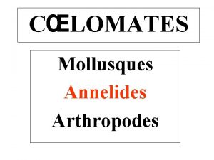 CLOMATES Mollusques Annelides Arthropodes Les Mollusques 1 Introduction