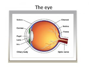 The eye A sensory organ that facilitates sight