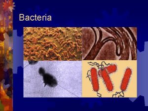 Bacteria Classification of Bacteria Archaebacteria The extremists Oxygen