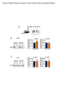 Figure 1 Binge drinking increases Factin content in