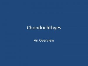 Chondrichthyes An Overview Chondrichthyes Are jawed cartilaginous fish