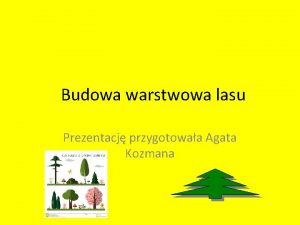 Warstwy lasu prezentacja Warstwy lasu prezentacja