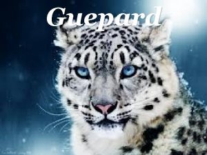 Guepard Descripci Del Guepard T un cos llarg