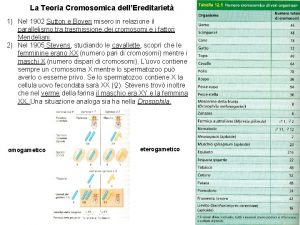 La Teoria Cromosomica dellEreditariet 1 Nel 1902 Sutton