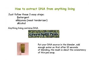 How to extract DNA from anything living Just