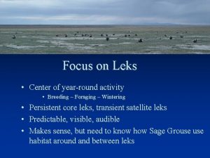 Focus on Leks Center of yearround activity Breeding