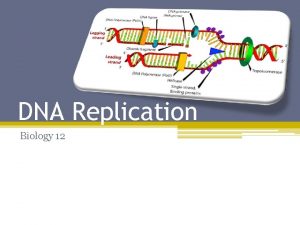 DNA Replication Biology 12 Two Jokes today because