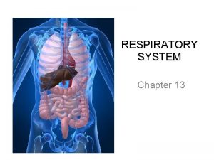 RESPIRATORY SYSTEM Chapter 13 PRIMARY FUNCTIONS Exchange gases