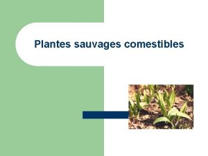 Plantes sauvages comestibles Important l l Toutes les