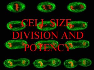 CELL SIZE DIVISION AND POTENCY Cell Size Cell