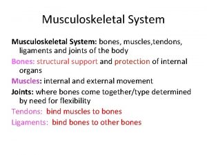 Musculoskeletal System bones muscles tendons ligaments and joints