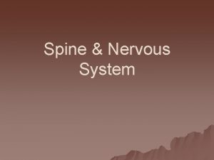 Spine Nervous System Spine u The spine is