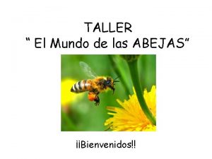 TALLER El Mundo de las ABEJAS Bienvenidos POLINIZACIN