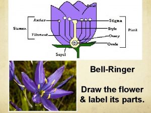 BellRinger Draw the flower label its parts The