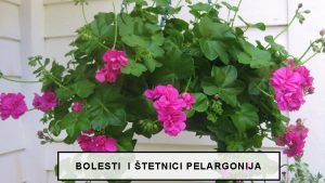 BOLESTI I TETNICI PELARGONIJA Pelargonije Pelargonium peltatum Pelargonium