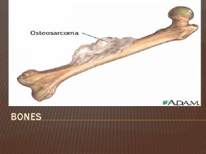 BONES HUMAN SKELETON Axial skeleton 80 bones hyoid
