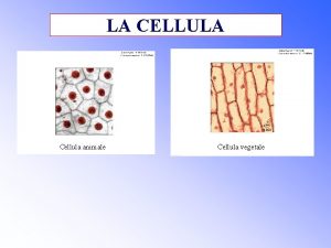 LA CELLULA Cellula animale Cellula vegetale IL NOME