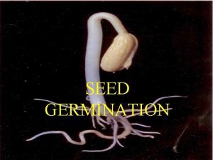 SEED GERMINATION Contents Introduction Structure Of Seed Process
