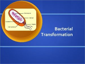 Bacterial Transformation p GLO Plasmid GFP gene for