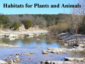 Habitats for Plants and Animals Freshwater Habitats Rivers