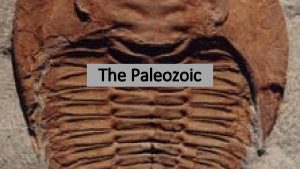 The Paleozoic Cambrian Period 541 485 MYA Named