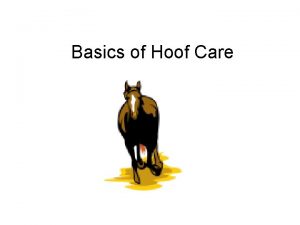 Basics of Hoof Care No Hoof No Horse