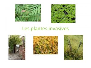 Les plantes invasives Impactant la biodiversit avec un