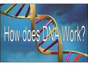Unraveling DNA The structure of DNA allows DNA
