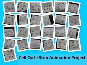 Cell Cycle Stop Animation Project Cell Cycle Stop