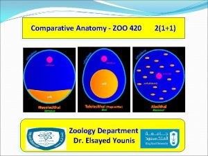 Comparative Anatomy ZOO 420 Zoology Department Dr Elsayed