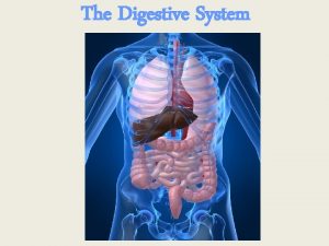 The Digestive System How is food digested Digestion