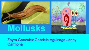 Mollusks Zayra Gonzalez Gabriela Aguinaga Jonny Carmona Characteristics