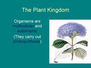 The Plant Kingdom Organisms are multicellular and autotrophic