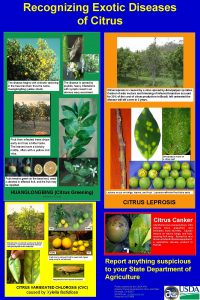 Recognizing Exotic Diseases of Citrus Jeff Lotz FDACS