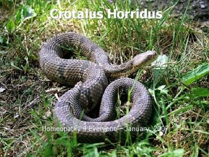 Crotalus Horridus Homeopathy 4 Everyone January 2007 Crotalus