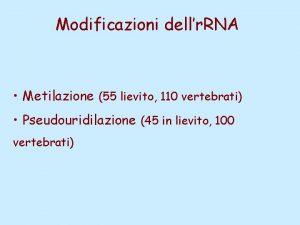 Modificazioni dellr RNA Metilazione 55 lievito 110 vertebrati